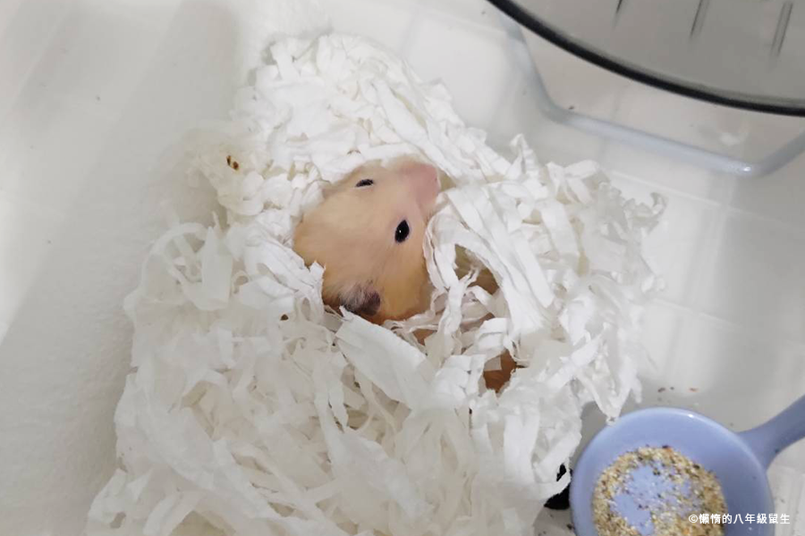 倉鼠使用廚房紙巾做窩