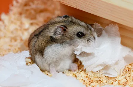 加卡利亞倉鼠(短尾侏儒倉鼠)-認識倉鼠種類及飼養