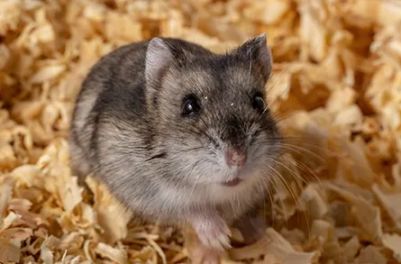 坎貝爾侏儒倉鼠-認識倉鼠種類及飼養